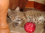 bobcat with ball